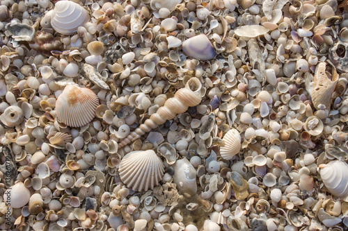 Shells on the beach background.