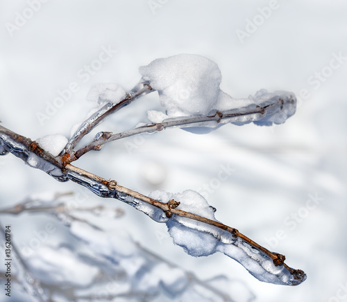 Tree branch in ice and hoarfrost © Irina Rogova
