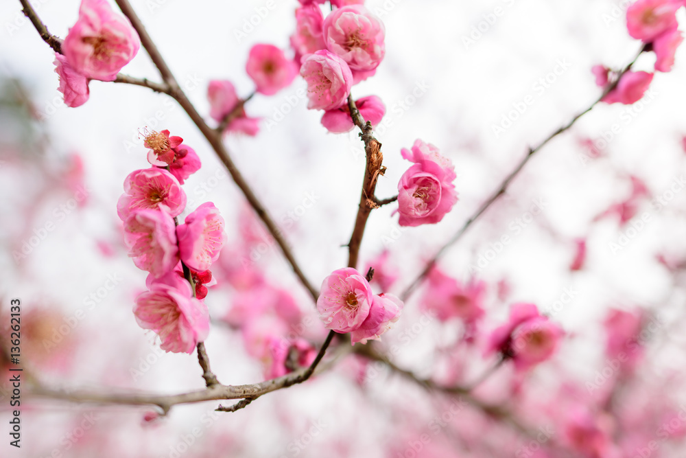plum blossom trees plum blossom trees
