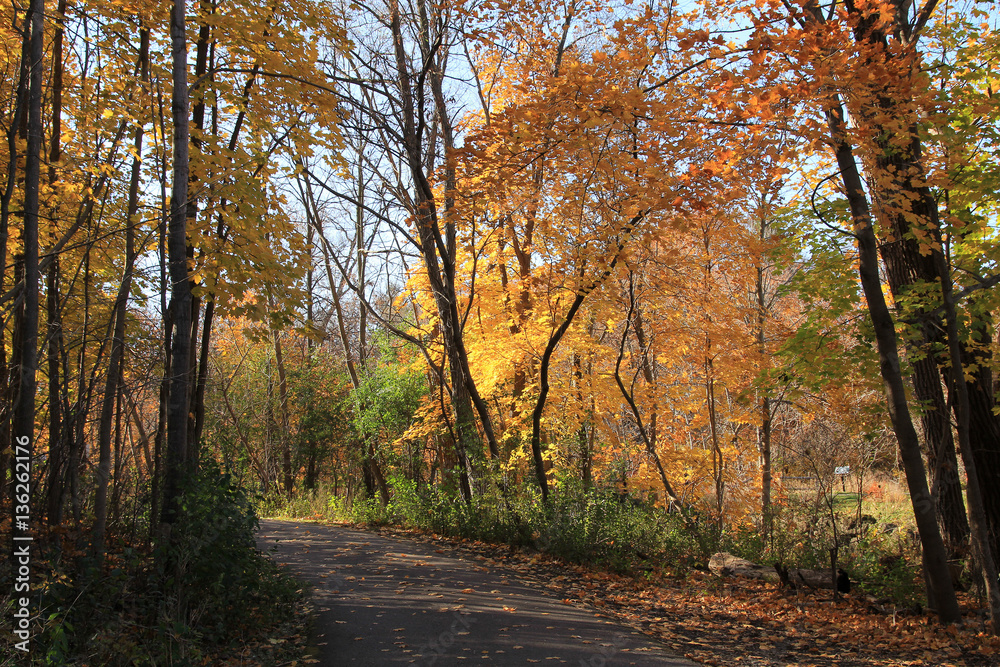 Fall in forest