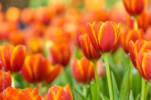colorful orange tulips flowers in the garden #136262540