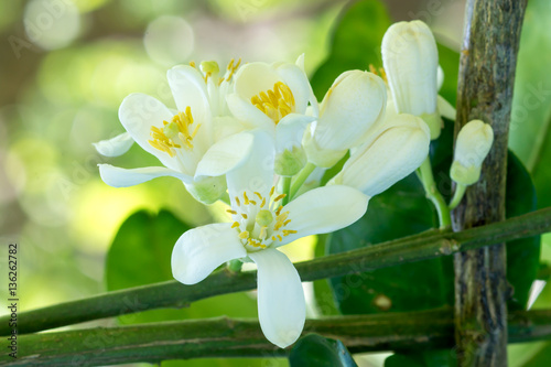 Tableau sur toile Orange tree flowers on a branch