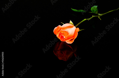 Fototapeta Naklejka Na Ścianę i Meble -  Rose on black background