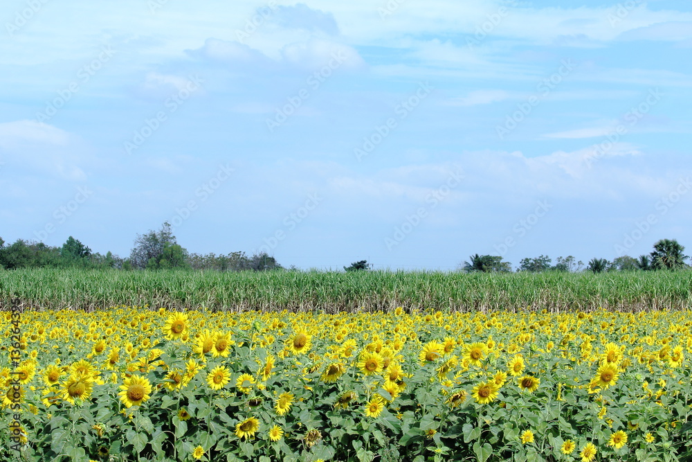 Blooming Sunflowers Farm With Sugarcane Farm Behind