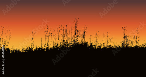 Vector grassy silhouette 
