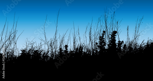 Vector grassy silhouette 
 photo