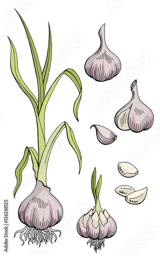 Garlic graphic color isolated sketch illustration vector