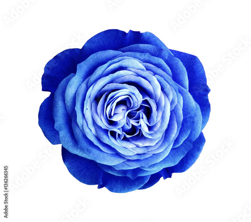blue-white rose flower. white isolated background with clipping path. Nature. Closeup no shadows. Nature.