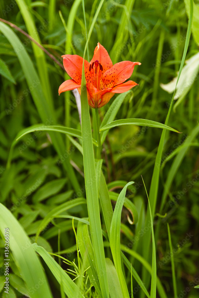 Red lilies of Siberia. Shores of Tunguska river. Krasnoyars territory. Red lilies of Siberia. Shores of Tunguska river. Krasnoyars territory.