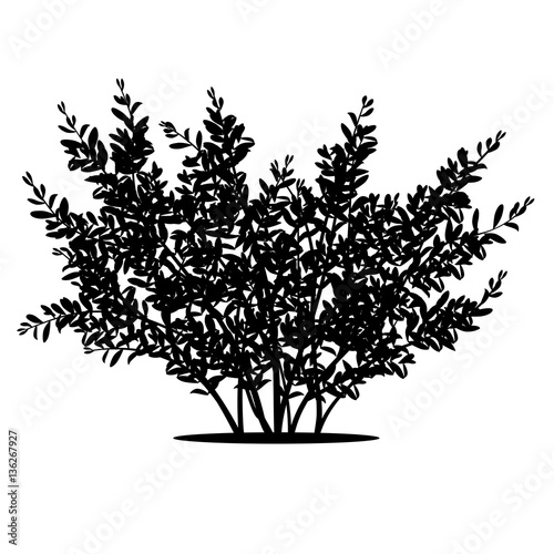 silhouette bush with leaves and shadow