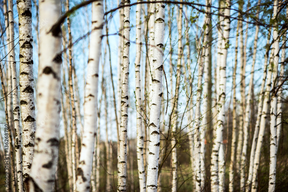 spring birch forest