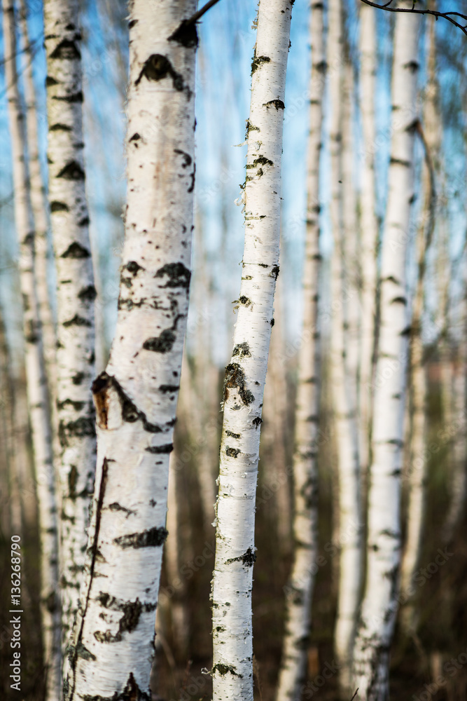 Fototapeta premium wiosna brzozowy las