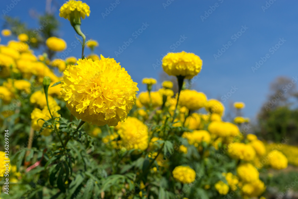 Marigold fields with blue sky color