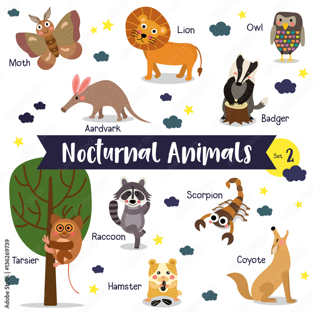 Nocturnal Animals cartoon on white background with animal name. Set 2.  Stock Vector | Adobe Stock