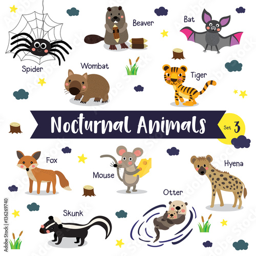 Fototapeta Naklejka Na Ścianę i Meble -  Nocturnal Animals cartoon on white background with animal name. Set 3.