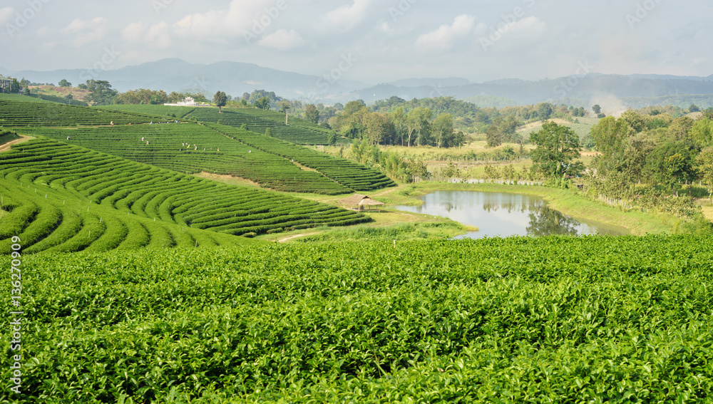 Curve of tea Plantations, Chiang Rai