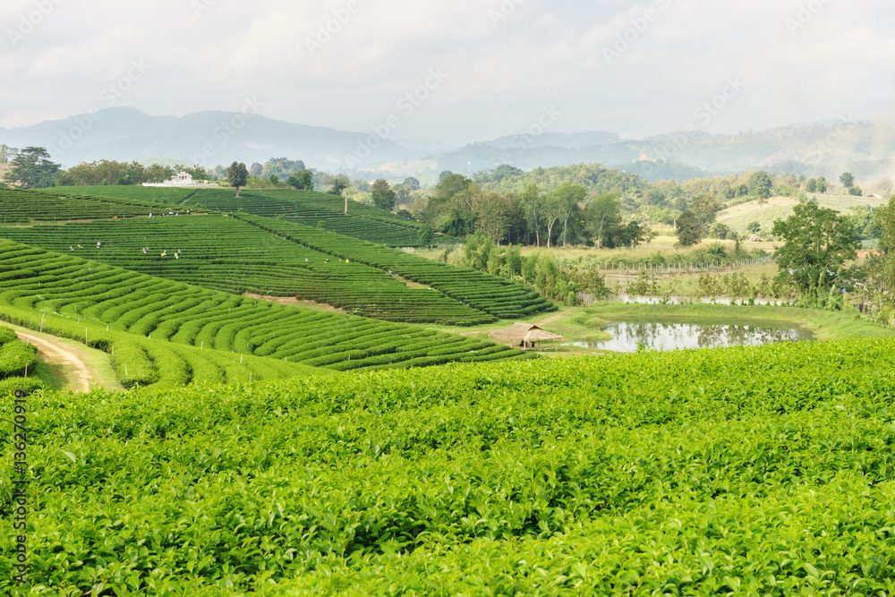 Curve of tea Plantations, Chiang Rai
