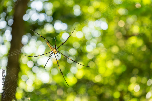 Giant spider in the blurry natural green background photo