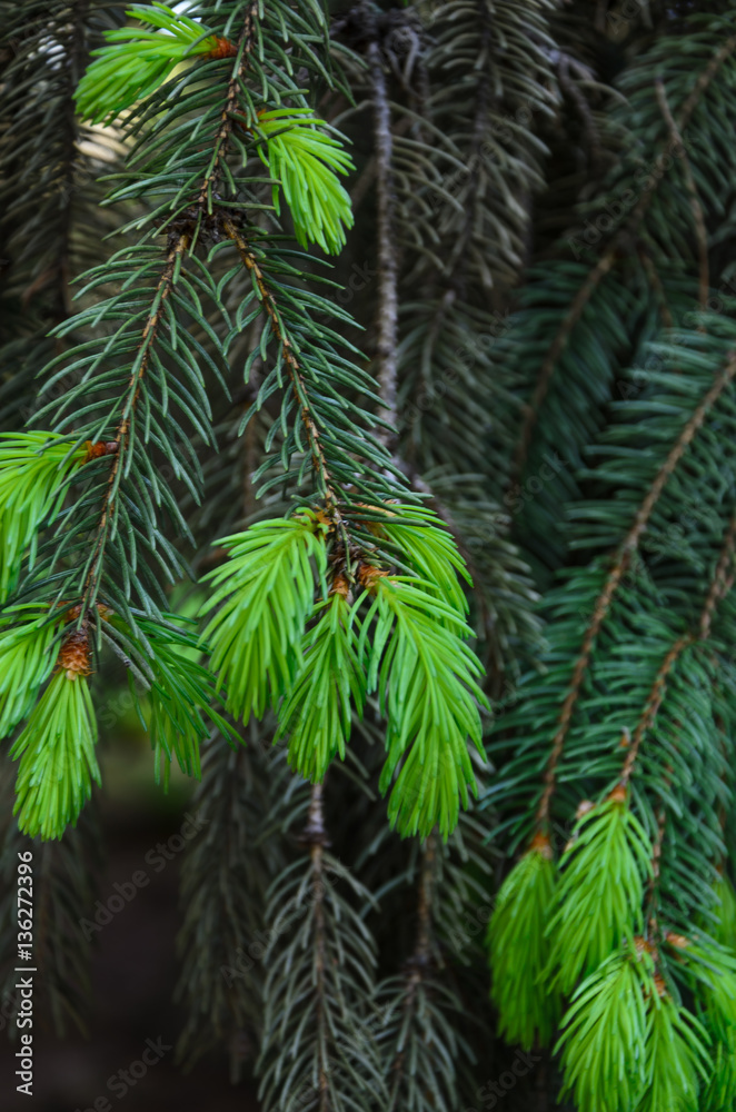 Young sprout on a pine tree Young sprout on a pine tree