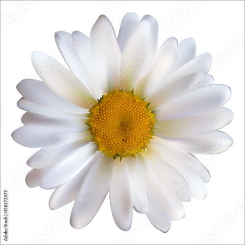 Chamomile Daisy Flower Isolated on White Background. Realistic V
