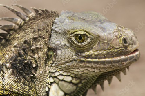 iguana lizard reptile at local botanical gardens cape town