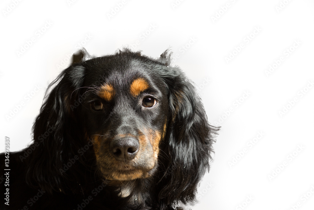 Black spaniel named Rich isolated on white
