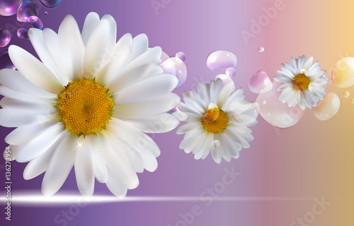 Abstract Chamomile Flowers Natural Spring and Summer Background 