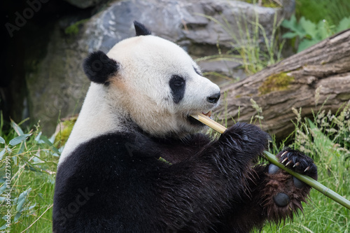 Fototapeta Naklejka Na Ścianę i Meble -  Panda géant