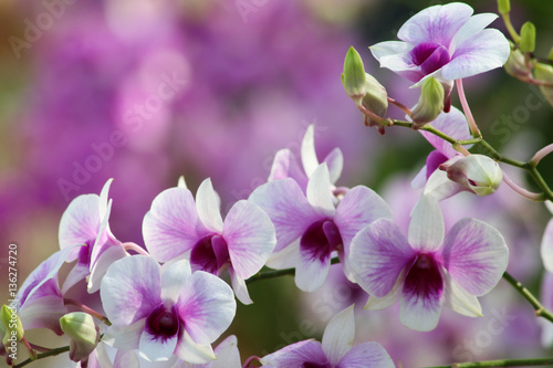 Orchids flowers in garden. © ruksil