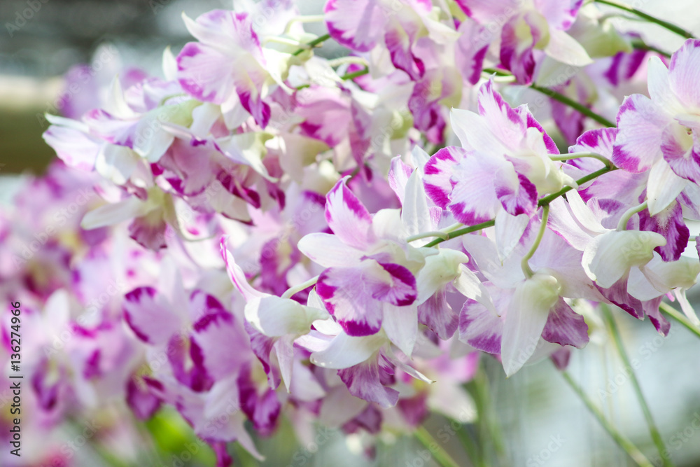 Orchids flowers in garden. Orchids flowers in garden.
