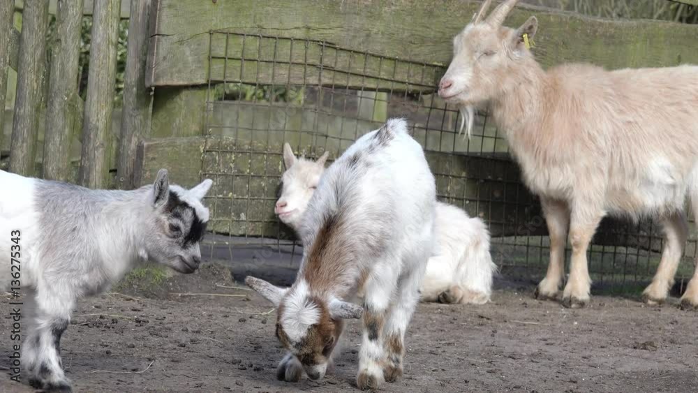 two goat kids on the forces measured two goat kids on the forces measured