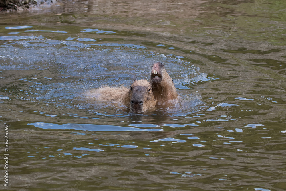 Fototapeta premium Capybara en famille dans l'eau