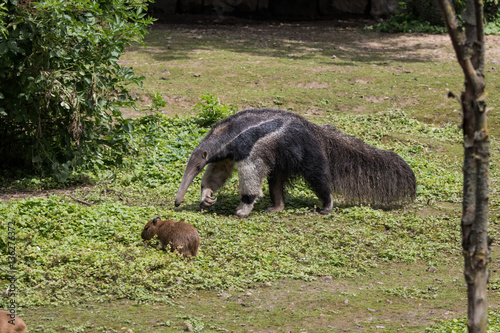 Jeune capybara et un fourmilier © Jerome