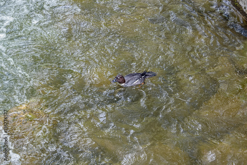 Diving duck in the stream
