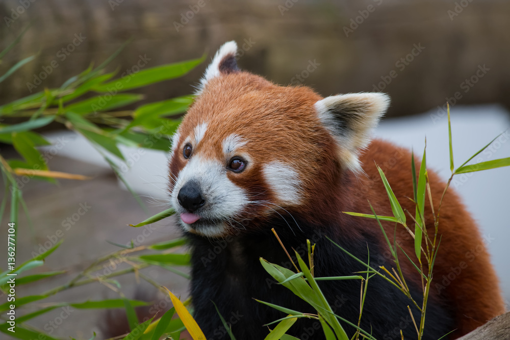 Panda roux Panda roux
