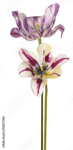 tulip flowers isolated © _Vilor