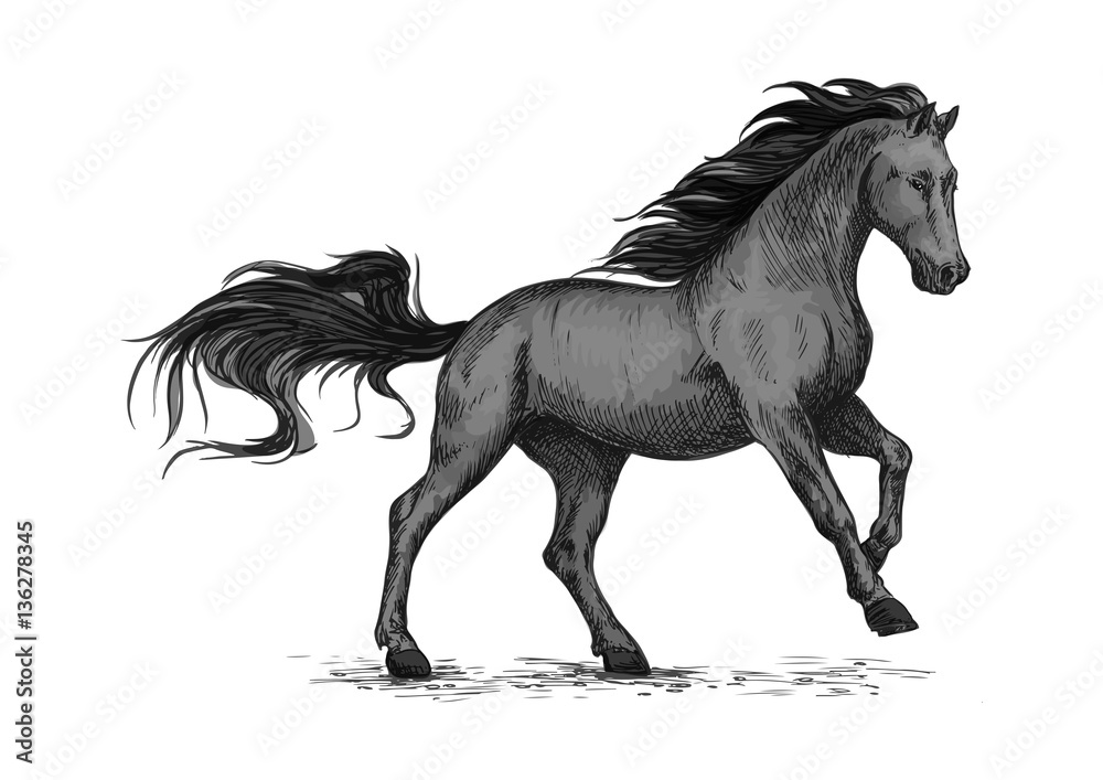 Fototapeta Running black horse for equestrian sport