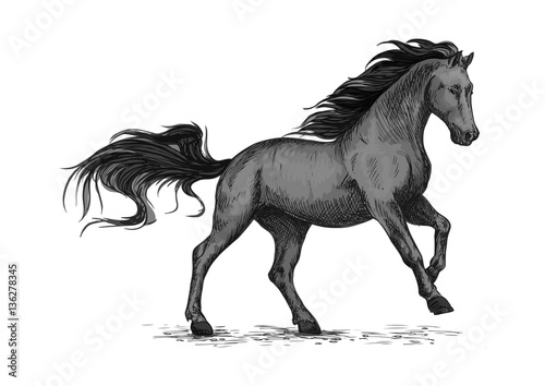 Running black horse for equestrian sport