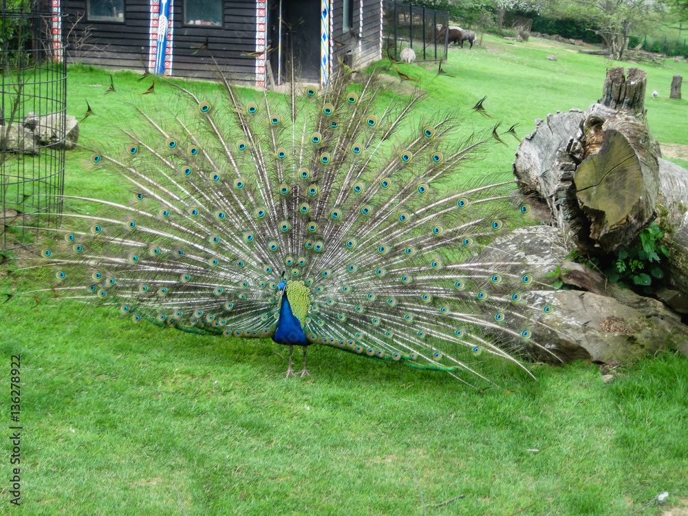Obraz premium Beautiful colorful peacock in his natural enviroment in czech zoo