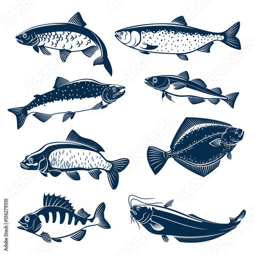 Sea and river fishes vector isolated icons