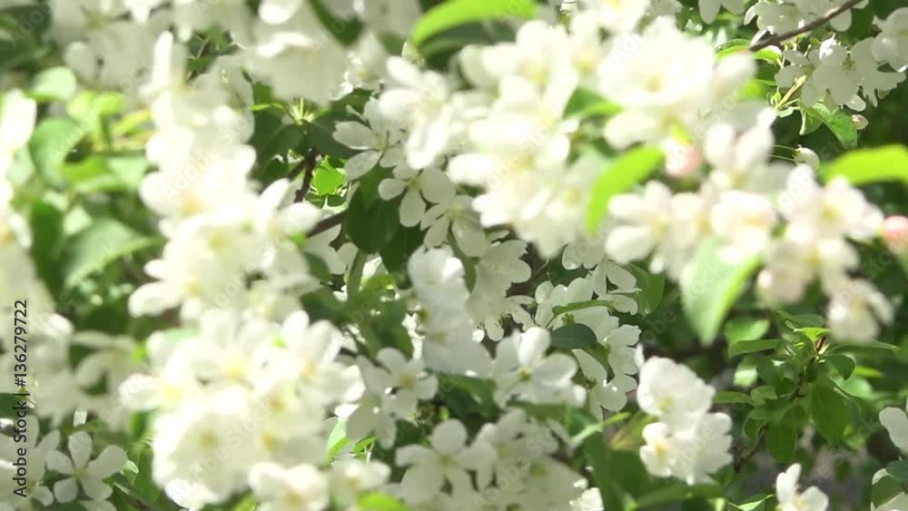 Spring flowers blooming
Spring flowers blooming