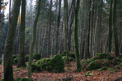 Wald in Franken