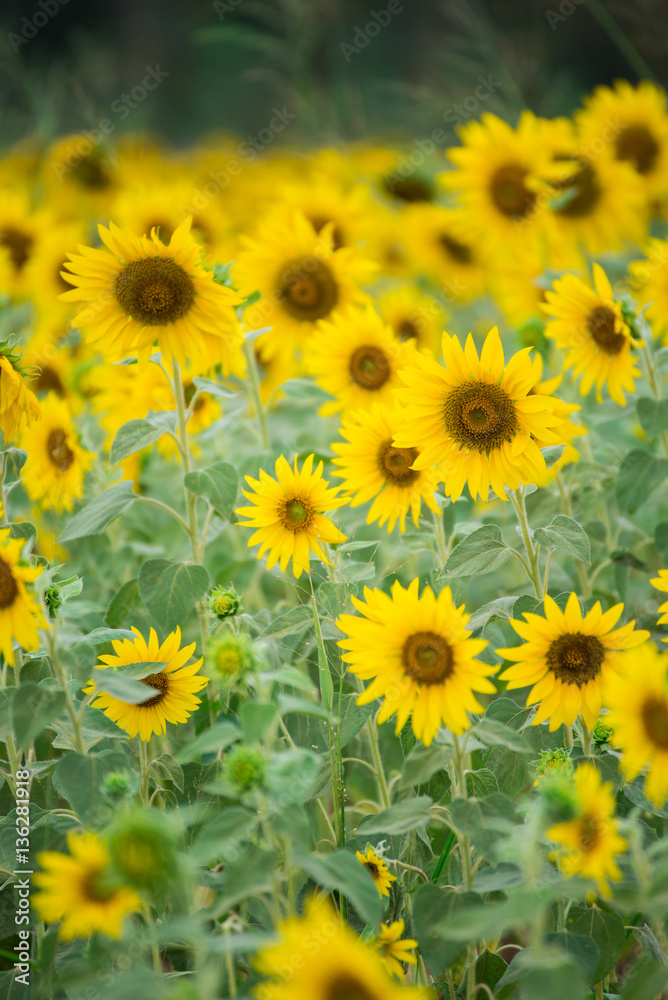 Sunflower field, Beauty in nature Sunflower field, Beauty in nature