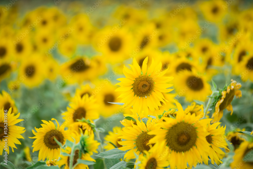 Obraz premium Sunflower field, Beauty in nature