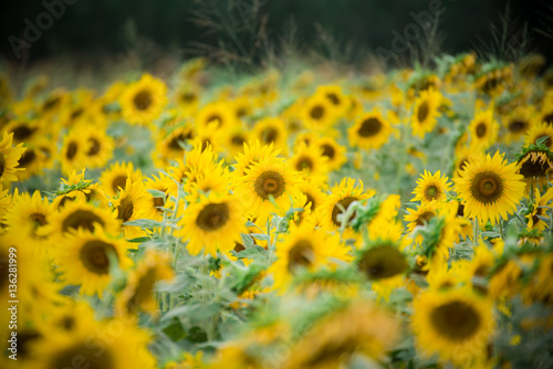 Fototapeta Naklejka Na Ścianę i Meble -  Sunflower field