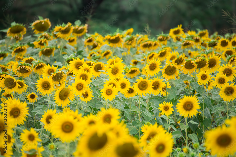 Sunflower field Sunflower field