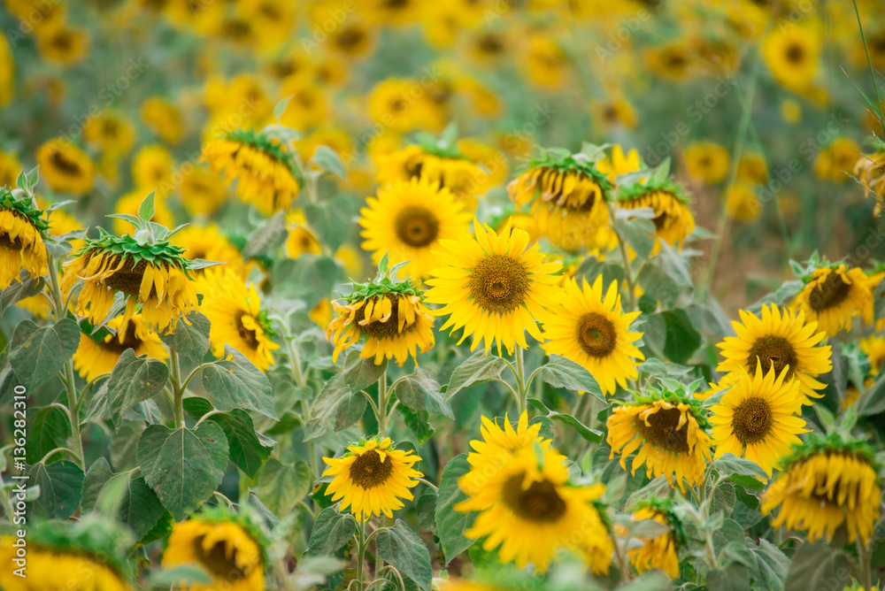 Sunflower field, Beauty in nature Sunflower field, Beauty in nature