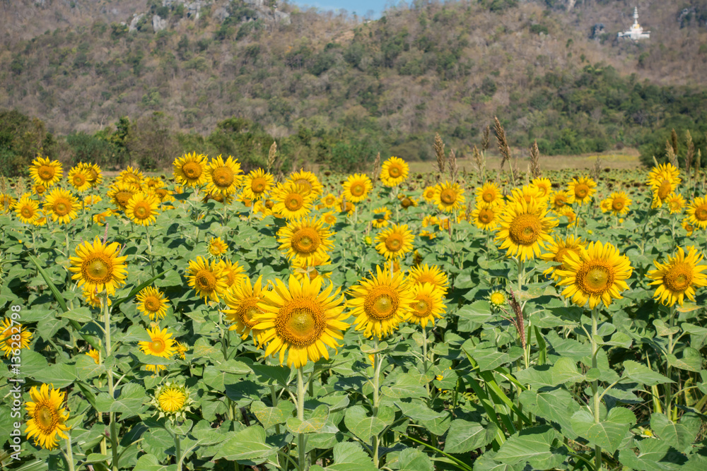 Sunflower field, Beauty in nature