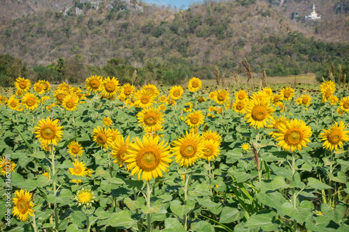 Fototapeta Naklejka Na Ścianę i Meble -  Sunflower field, Beauty in nature