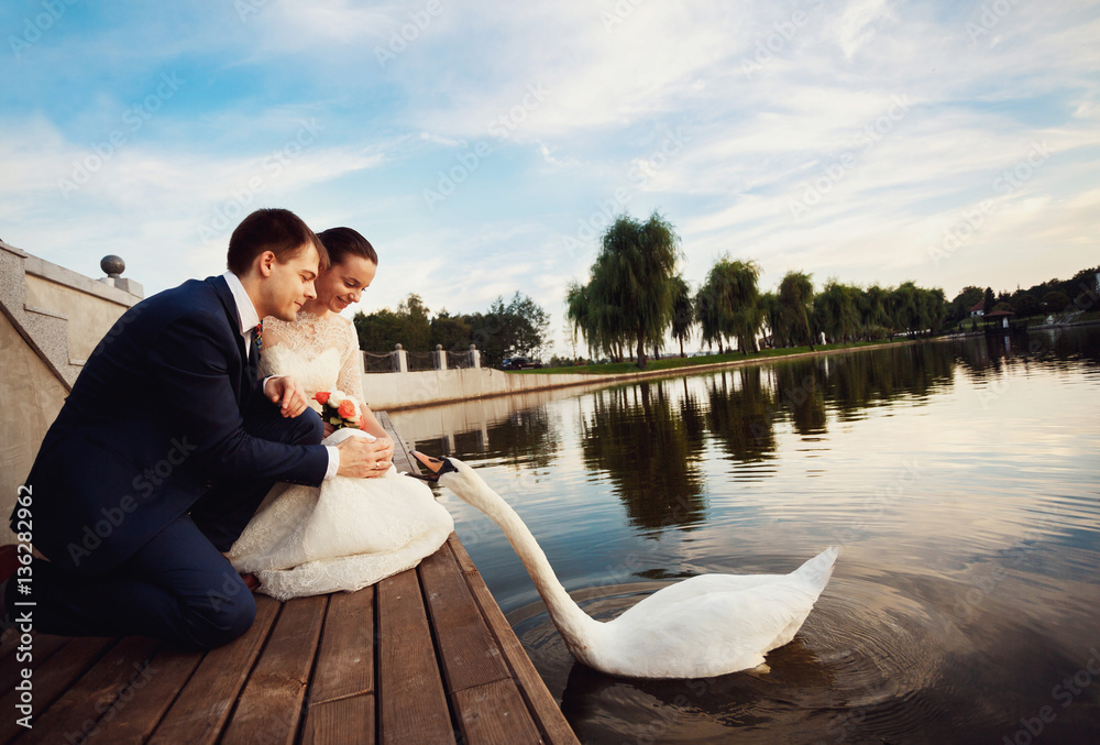 beautiful swan influx of young couple